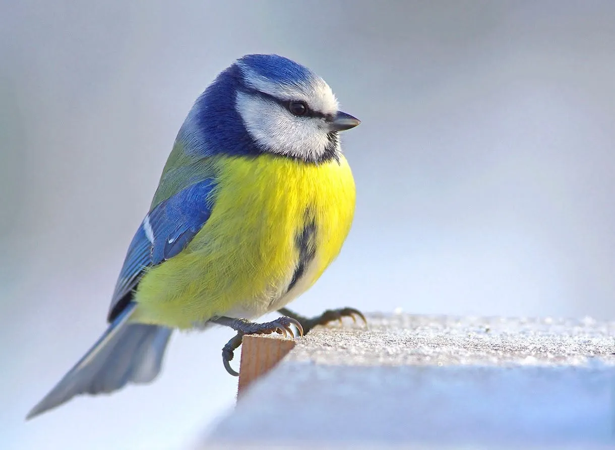 Mésange bleue au plumage bleu et jaune posée sur un rebord enneigé