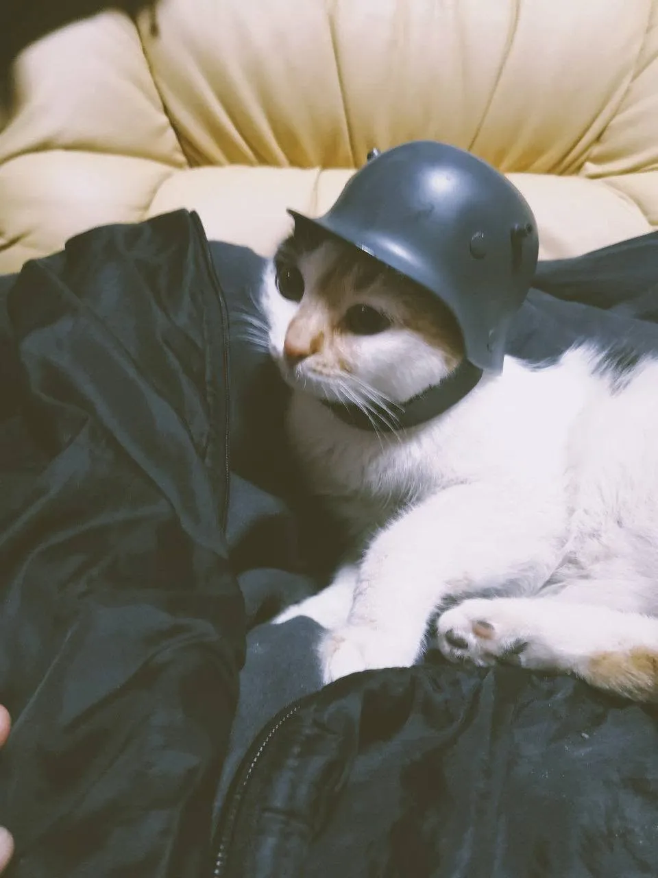 Chat blanc et roux coiffé d’un petit casque militaire gris, couché sur une veste